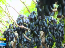 直通縣市8月9日