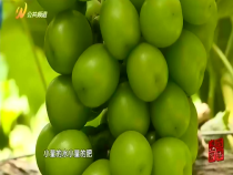 农家四季9月8日