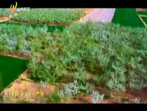 農(nóng)家四季11月8日