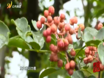 農(nóng)家四季11月15日