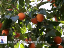 东秦百姓11月23日