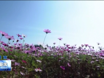 渭南新闻11月12日
