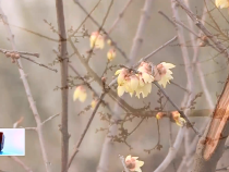 东秦百姓3月1日