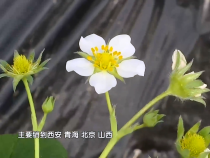 农家四季3月21日