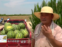 东秦百姓6月29日