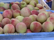 农家四季7月6日