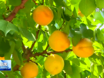 渭南：发展特色果业 助力群众“桃”金“枣”富