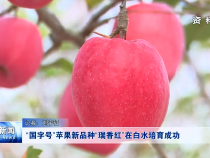 “国字号”苹果新品种“瑞香红”在白水培育成功