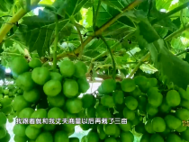 農(nóng)家四季8月12日