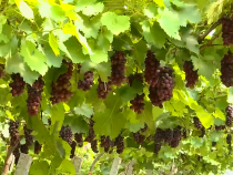 農(nóng)家四季8月5日