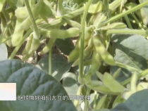 东秦百姓8月13日