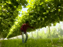 農(nóng)家四季8月8日