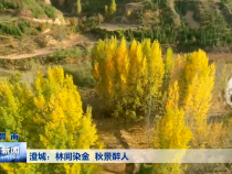 澄城：林间染金 秋景醉人