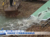大荔县投放10万尾鱼苗改善湿地生态