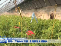 渭南：产业兴村庄靓 全面推进乡村振兴