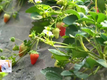 東秦百姓12月13日