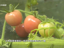 农家四季2月24日