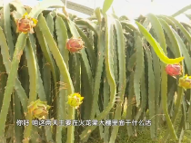 农家四季2月3日