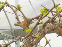 农家四季3月1日