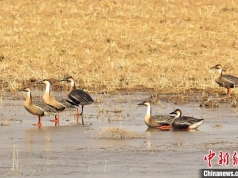 大批候鸟“打卡”黄河湿地