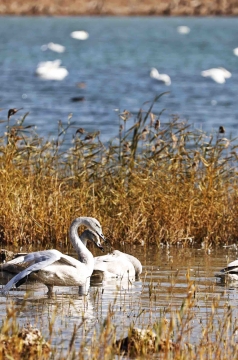 组图 | 黄河湿地，候鸟乐享冬日