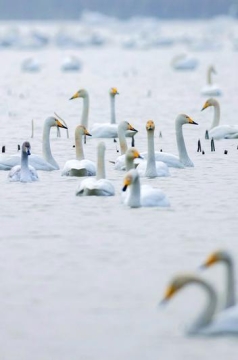 组图 | 罗敷河畔白天鹅悠然戏水