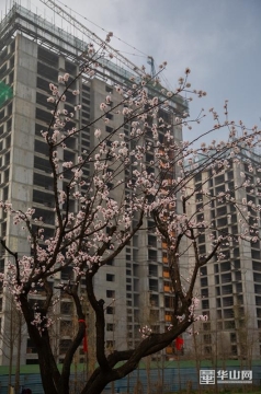 春暖花开 渭南城区处处是美景